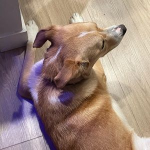 Meet your Posher, Emerson